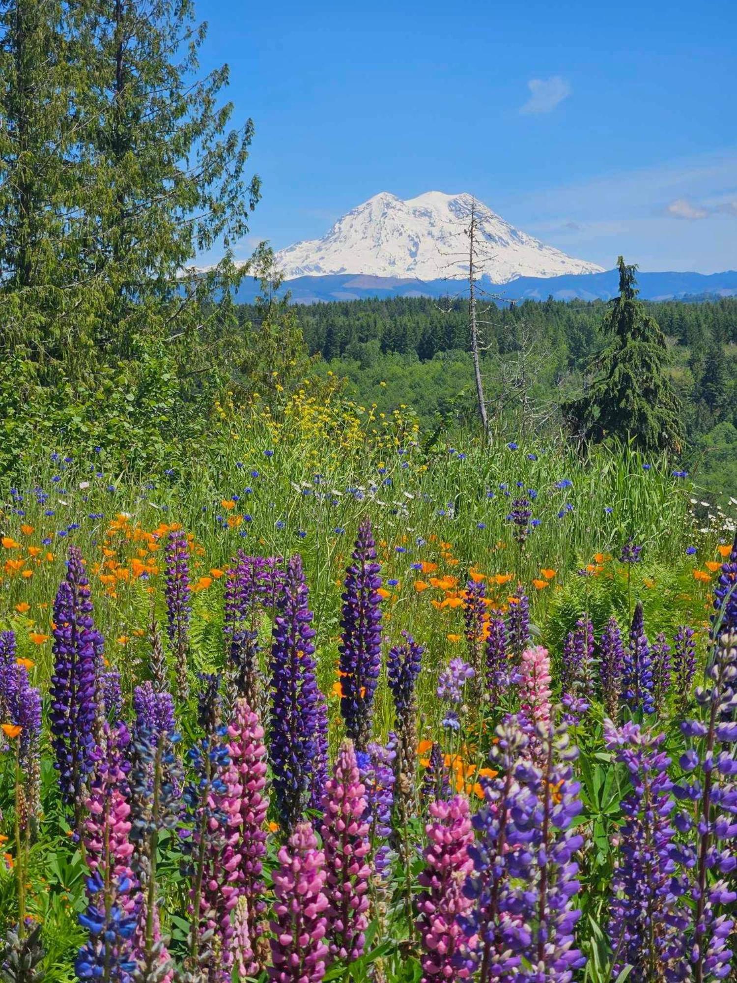 Stunning Mt Rainier Views!Tahoma Ridge Cottage Eatonville Exterior photo